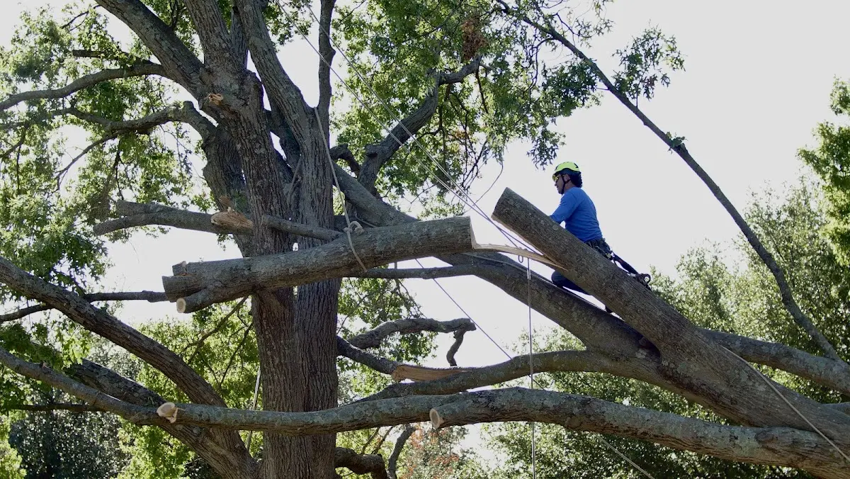 Professional Crown Thinning performed by certified arborists in Glendale